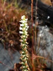 Spiranthes ochroleuca