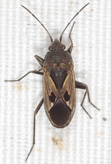 Rhyparochromus