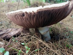 Agaricus arvensis