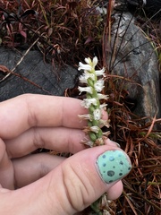Spiranthes ochroleuca
