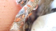 Smarididae