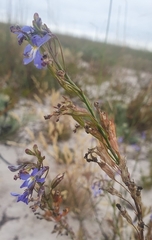 Lobelia comosa