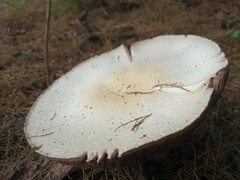 Agaricus arvensis