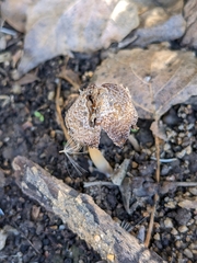 Coprinellus flocculosus