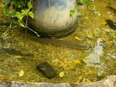 Atractosteus tropicus