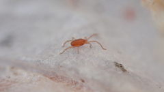 Smarididae