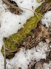 Thuidium delicatulum