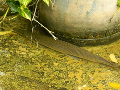 Atractosteus tropicus