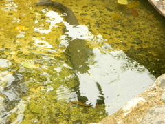 Atractosteus tropicus