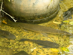Pterygoplichthys