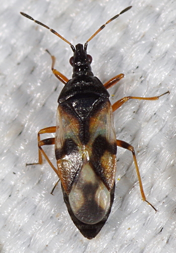 Common Flowerbug, photo 3 of 10