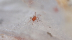 Smarididae
