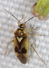 Orthops
