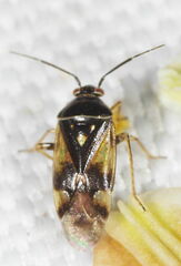 Orthops