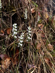 Spiranthes cernua