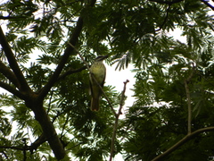 Myiodynastes luteiventris