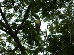 Myiodynastes luteiventris