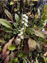 Spiranthes cernua