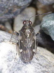 Macrosaldula variabilis