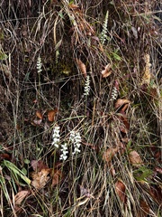 Spiranthes cernua