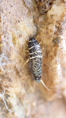 Lepisma