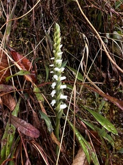 Spiranthes cernua
