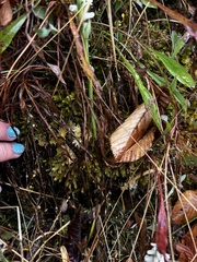 Spiranthes cernua
