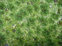 Azolla