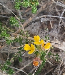 Aspalathus divaricata