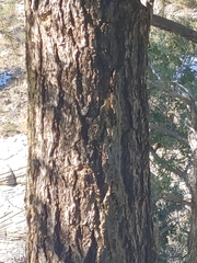 Pseudotsuga menziesii glauca