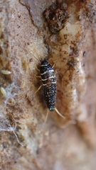 Lepisma
