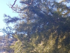 Pseudotsuga menziesii glauca