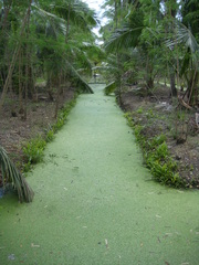 Azolla