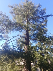 Pseudotsuga menziesii glauca