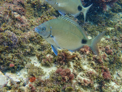 Diplodus