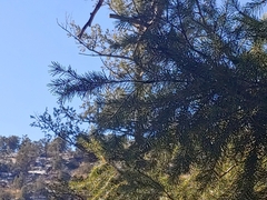 Pseudotsuga menziesii glauca