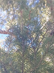 Pseudotsuga menziesii glauca