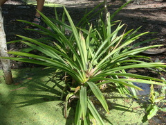 Pandanus amaryllifolius