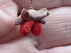 Euonymus atropurpureus