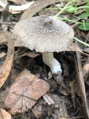 Coprinopsis uliginicola