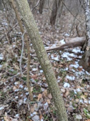 Euonymus atropurpureus