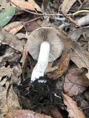 Coprinopsis uliginicola