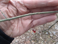 Euonymus atropurpureus