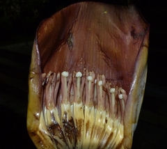Ensete superbum