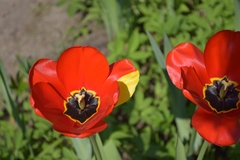 Tulipa