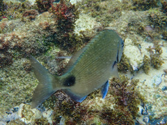 Diplodus