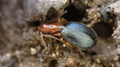 Brachinus