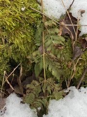 Dryopteris carthusiana