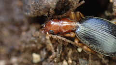 Brachinus
