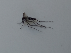 Aedes albopictus